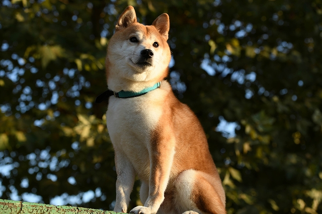 柴公園 4月8日は 柴犬とおっさんの日 記念日協会が認定 シネマnavi
